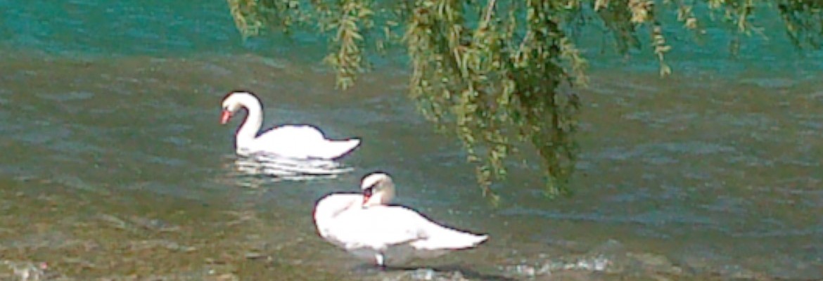 Cygne lac